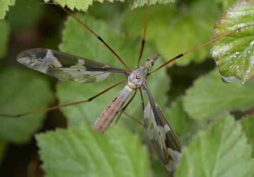 Tipula maxima